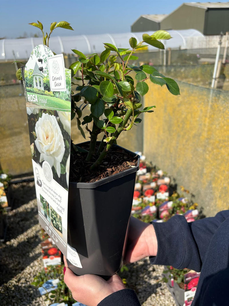 Rose Helga 3 Litre Pot