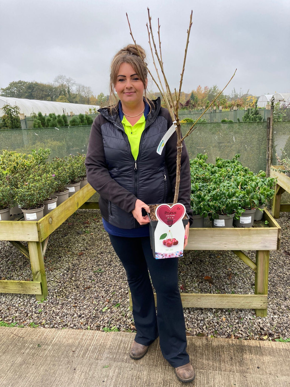 Cherry Kordia 5 Litre Pot Patio Fruit — Grasslands Nursery