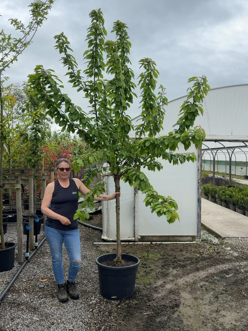 Cherry Prunus Avium Kordia Heavy Half Standard 12/14cm Girth