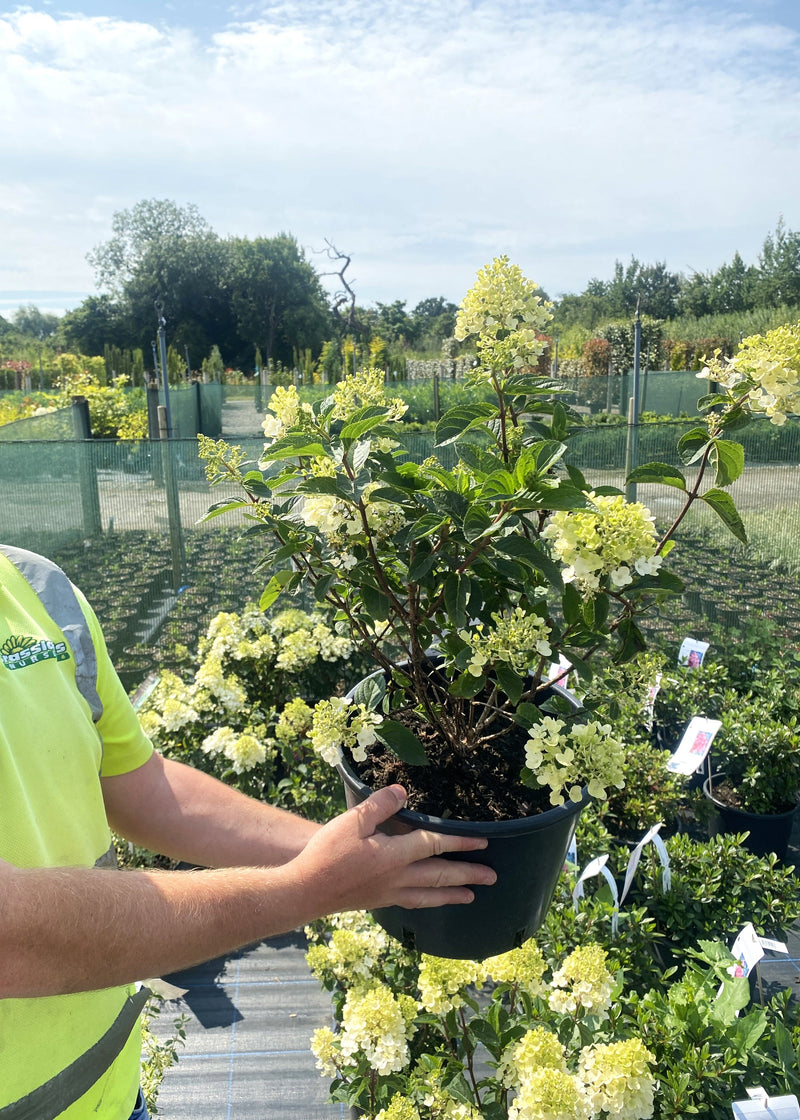 Hydrangea Paniculata Living Little Rosy 7 Litre Pot