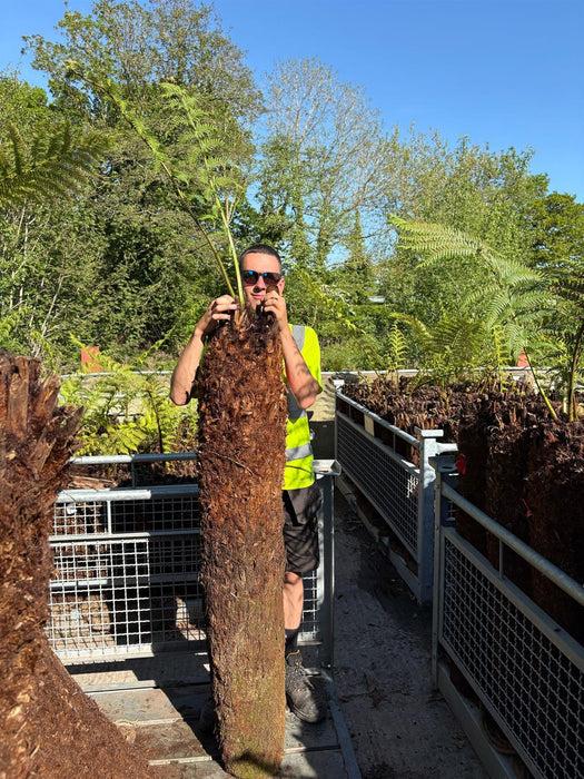 Tree Fern Dicksonia Antarctica 5 Foot Log