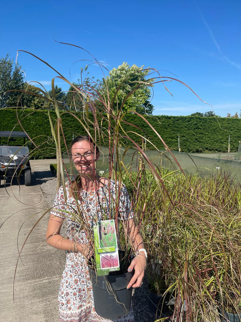 Miscanthus Red Chief 6.5 Litre Pot