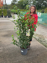 Cornus Mas 12 Litre Pot 125-150cm Tall