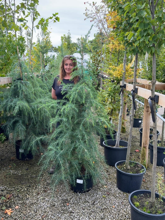 Cedrus Deodara 20 Litre Pot 125/150cm