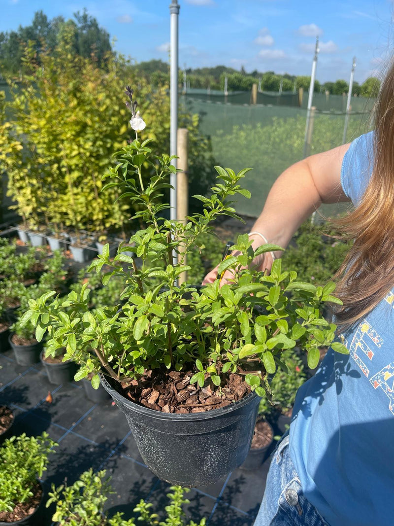 Salvia Jamensis Magical Donau 3 Litre Pot
