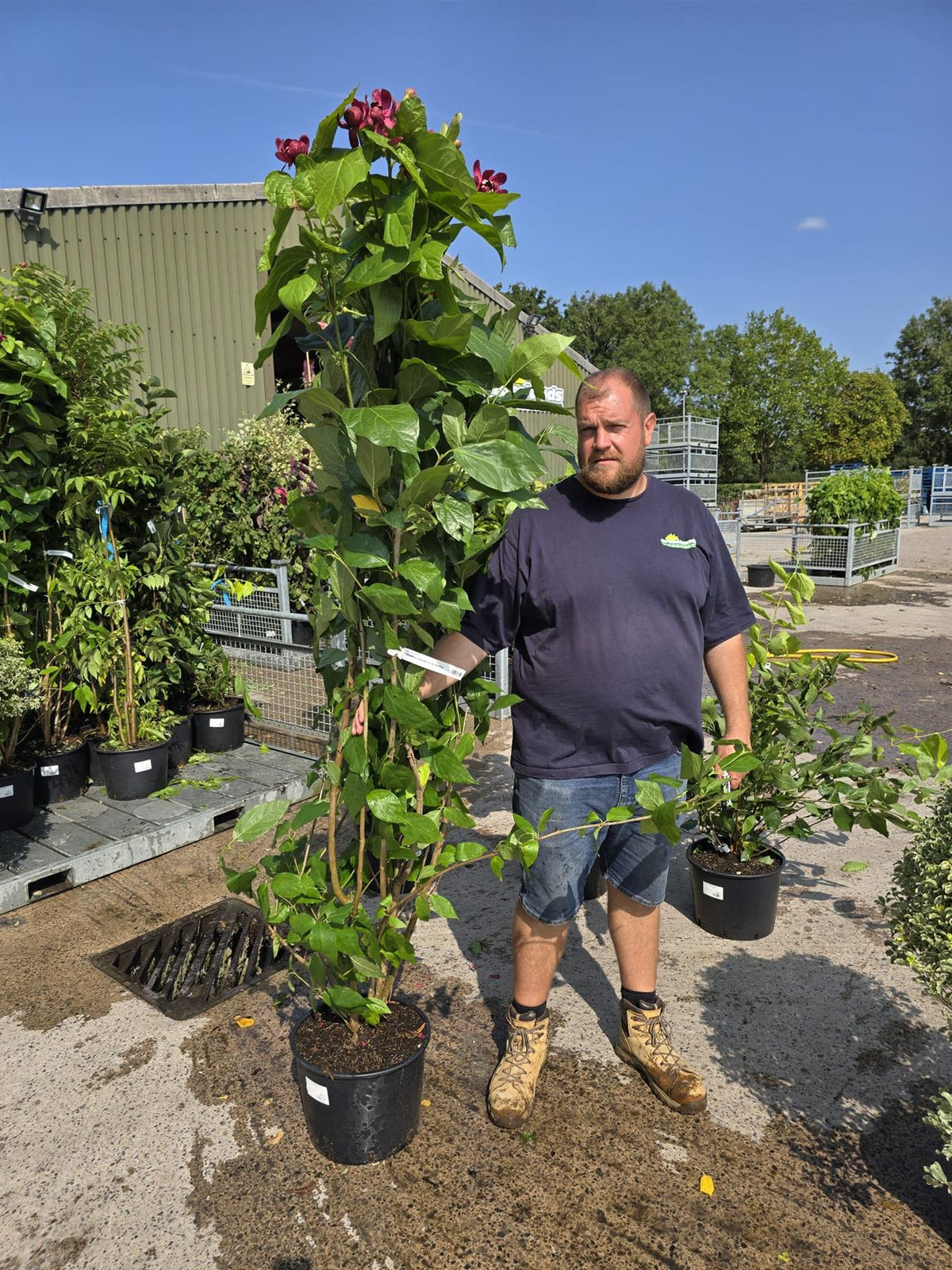 Calycanthus Aphrodite 20 Litre 200/250cm