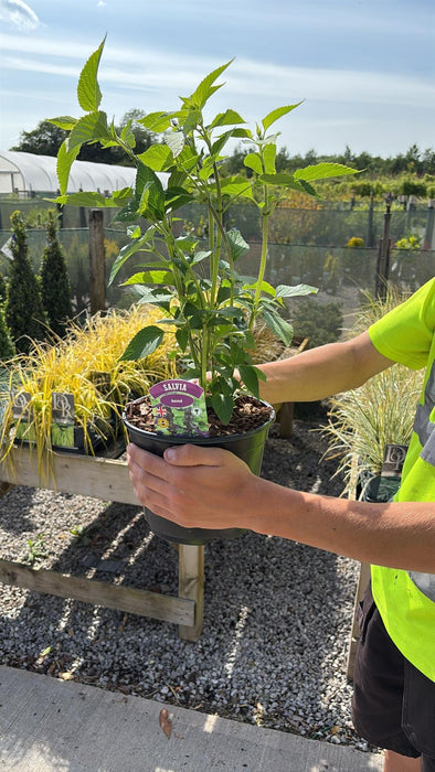 Salvia Amistad 3 Litre Pot