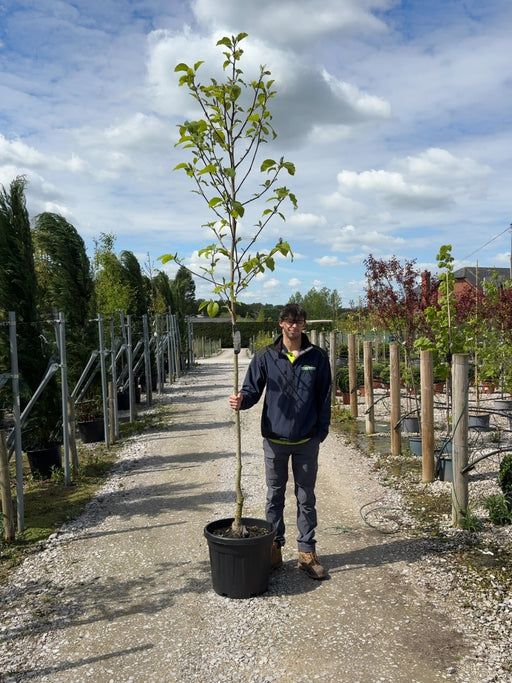 Magnolia Blue Opal Tree 8/10cm Girth Pre Order/Ready For June