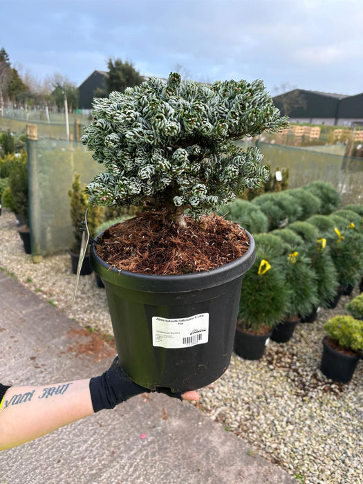 Abies kohouts Icebreaker 6 Litre Pot