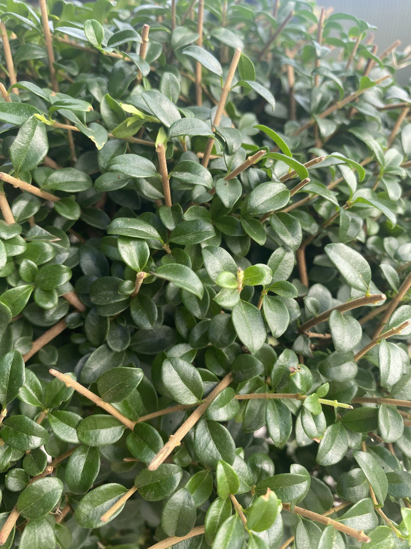 Ligustrum Delavayanum 3 Ball Pom Pom Multi-Stemmed Cloud Tree