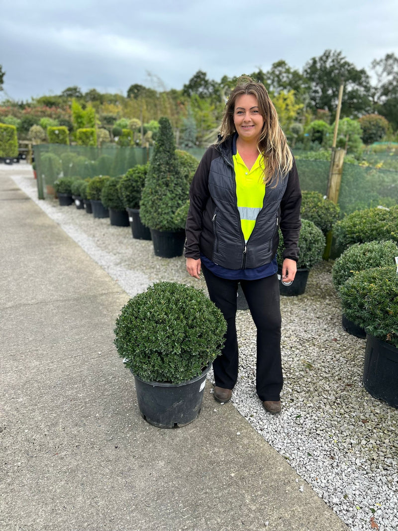 Ilex Crenata Dark Green Ball 60cm