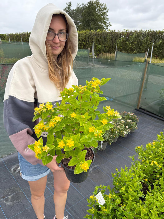 Hypericum Ino. Magical Sunshine 3 Litre Pot