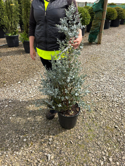 Eucalyptus Gunnii 12 Litre Pot