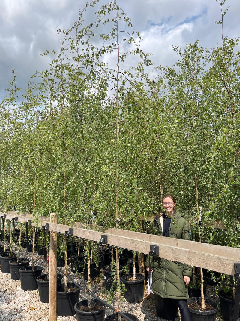 Betula Pen. Youngii Feathered 8-10cm Girth