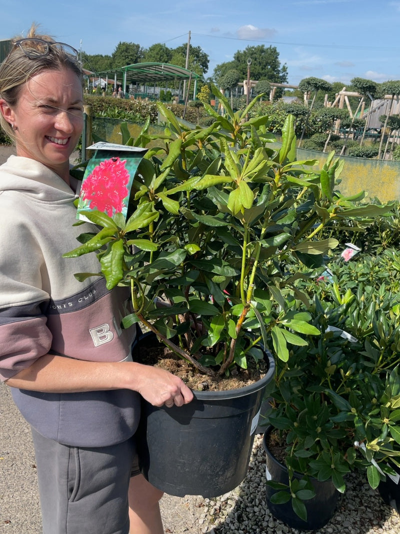 Rhododendron Hybrid Nova Zembla 20 Litre Pot