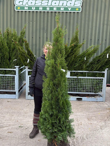 Thuja Occidentalis Emerald Root Ball 180/200cm  Delivery Jan/Feb