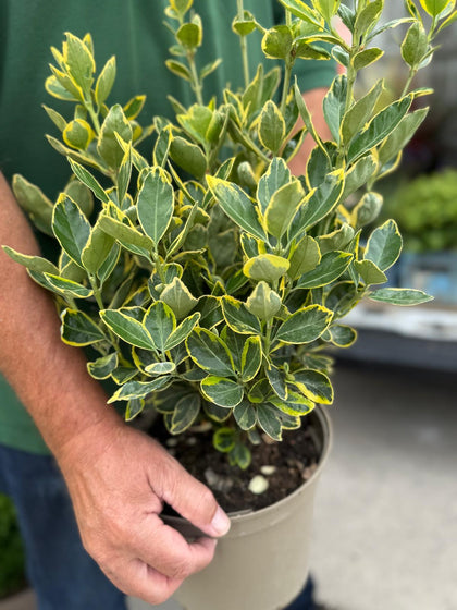 Euonymus Japonicus Marieke 5 Litre Pot