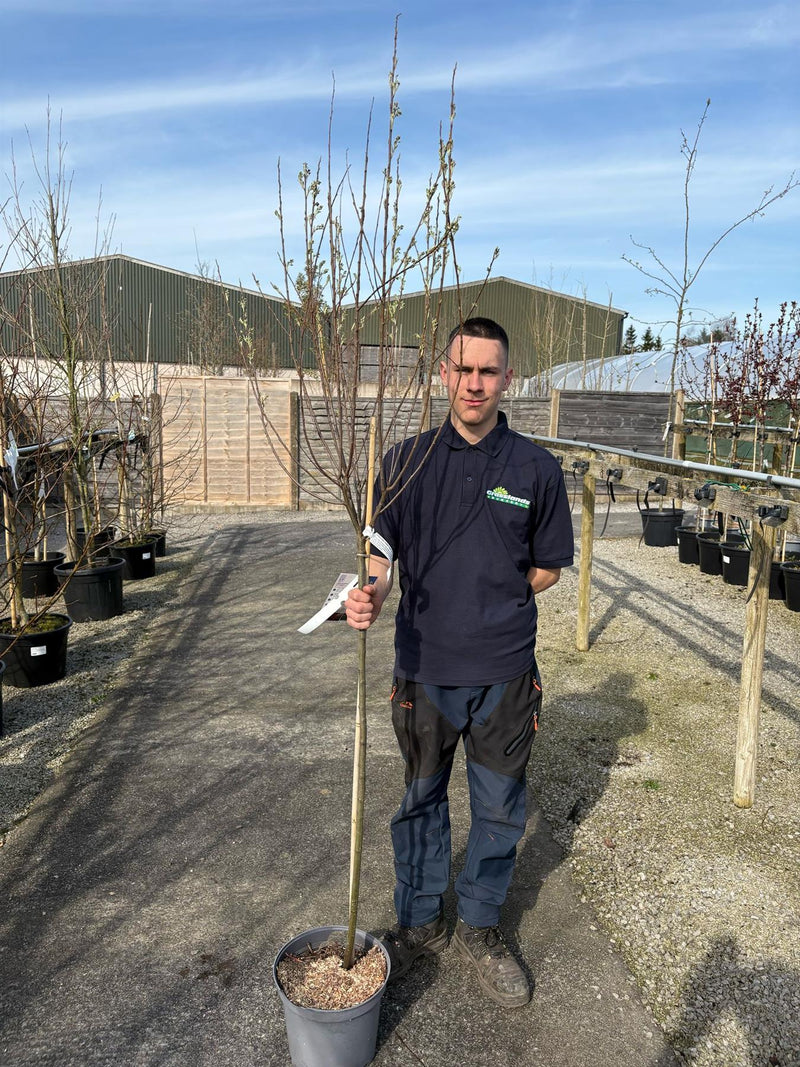 Amelanchier October Flame Half Standard 25 Litre Pot