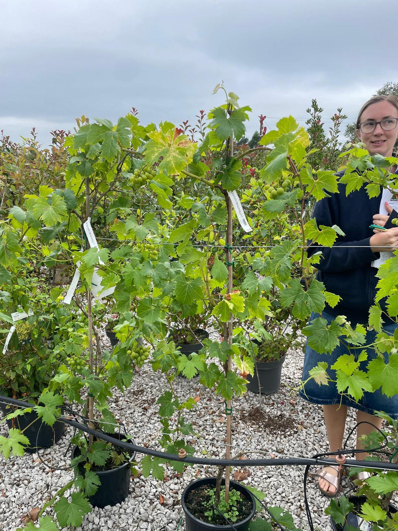 Grape Vine White Fruits 10 Litre Pot