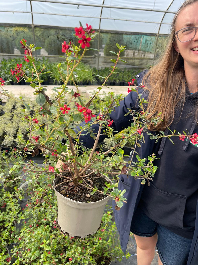 Escallonia C.F. Ball 2 Litre Pot x 50 Full Batch