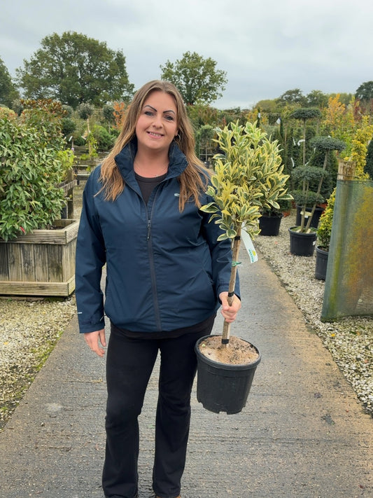 Euonymus japonicus Bravo 9 Litre 1/4 Standard