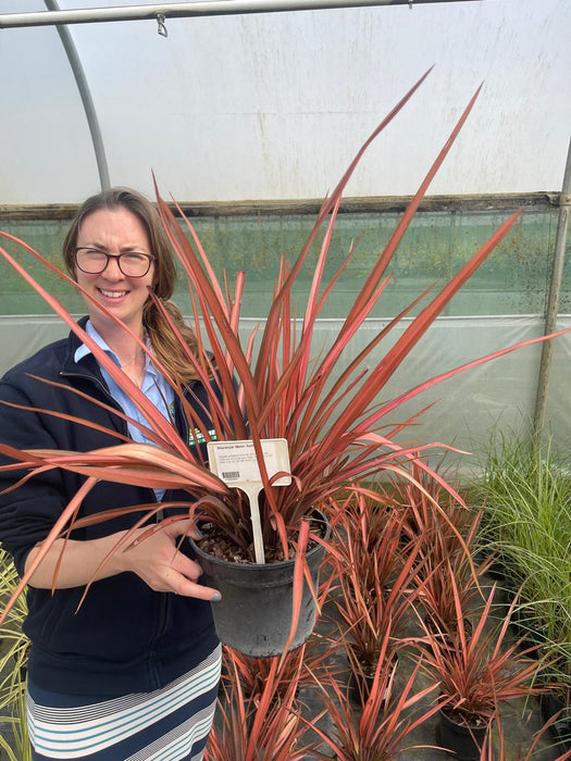 Phormium Tenax Maori Sunrise 3 Litre Pot