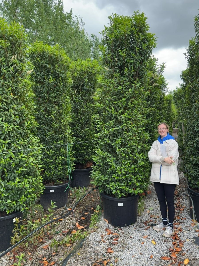 Portuguese Laurel Instant Hedging 275/300cm 110 Litre Pot