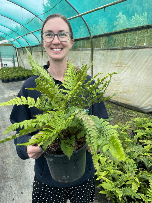 Polystichum Polyblepharum 3 Litre Pot