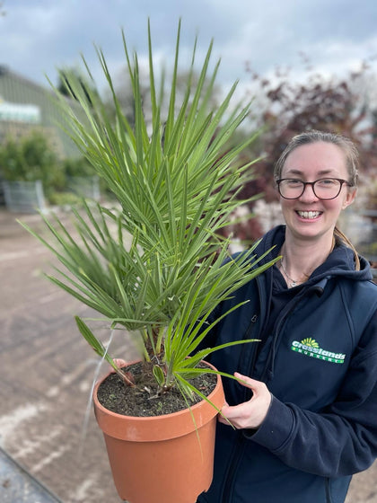 Chamaerops Etna Star 5 Litre Pot
