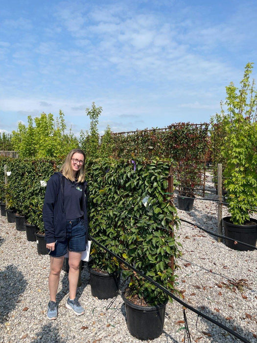 Prunus Lusitanica Tico Pleached Panel 120 x 70cm