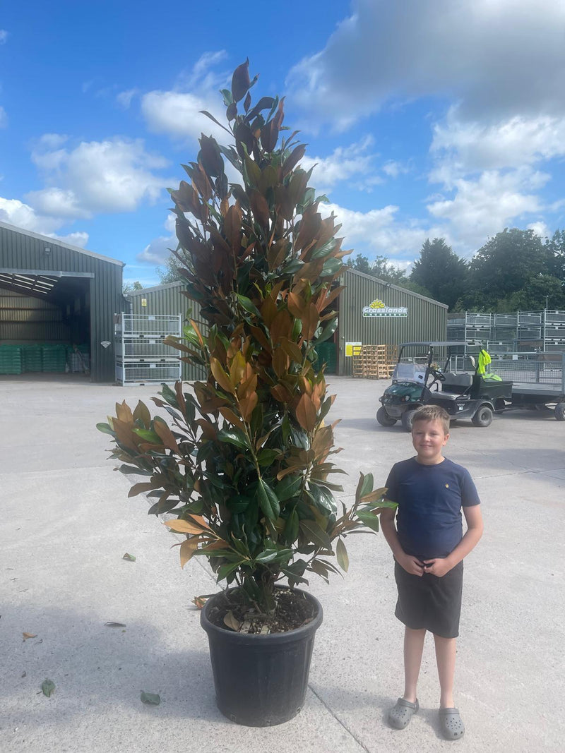 Magnolia Grandiflora Gallisoniensis 2.5 - 3 Metre Specimen 80 Litre Pot