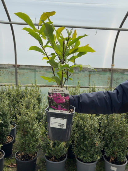 Magnolia Susan 2 Litre Pot