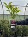 Magnolia Susan 2 Litre Pot