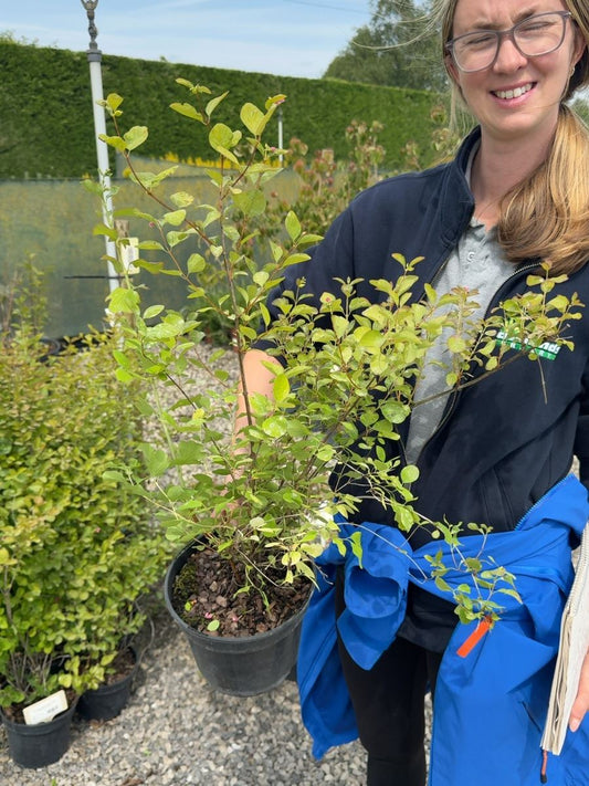 Symphoricarpus Door. White Hedge 3 Litre Pot