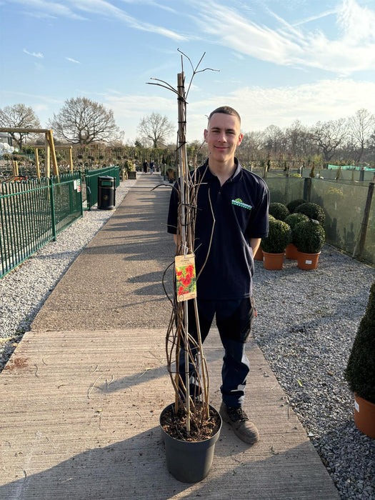 Campsis tag. Mme Galen 12 Litre 150/175cm