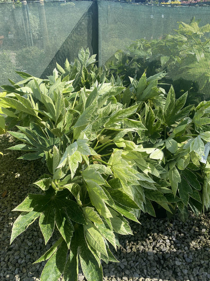 Fatsia Spiders Web 12 Litre Pot