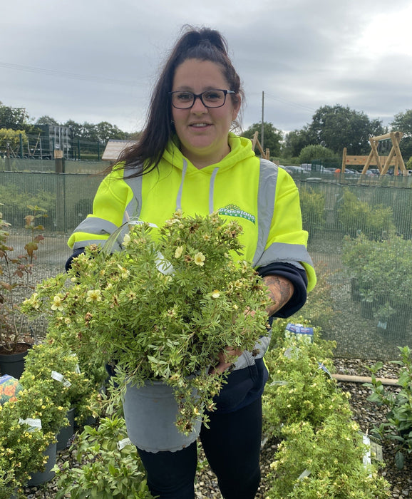 Potentilla fruticosa Creamissima 4.5 Litre Pot