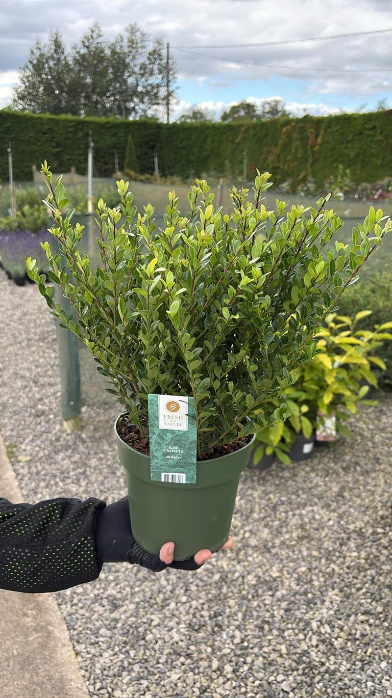 Ilex Crenata Hedging Jenny 2 Litre Pot