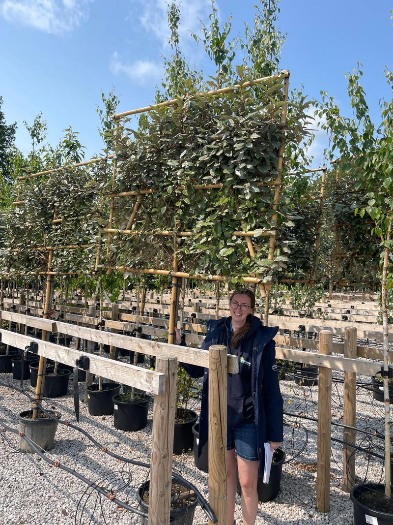 Elaeagnus Compacta Pleached 3/4 Std 140/150cm Stem 120x150cm Frame