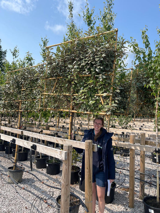 Elaeagnus Compacta Pleached 3/4 Std 140/150cm Stem 120x150cm Frame