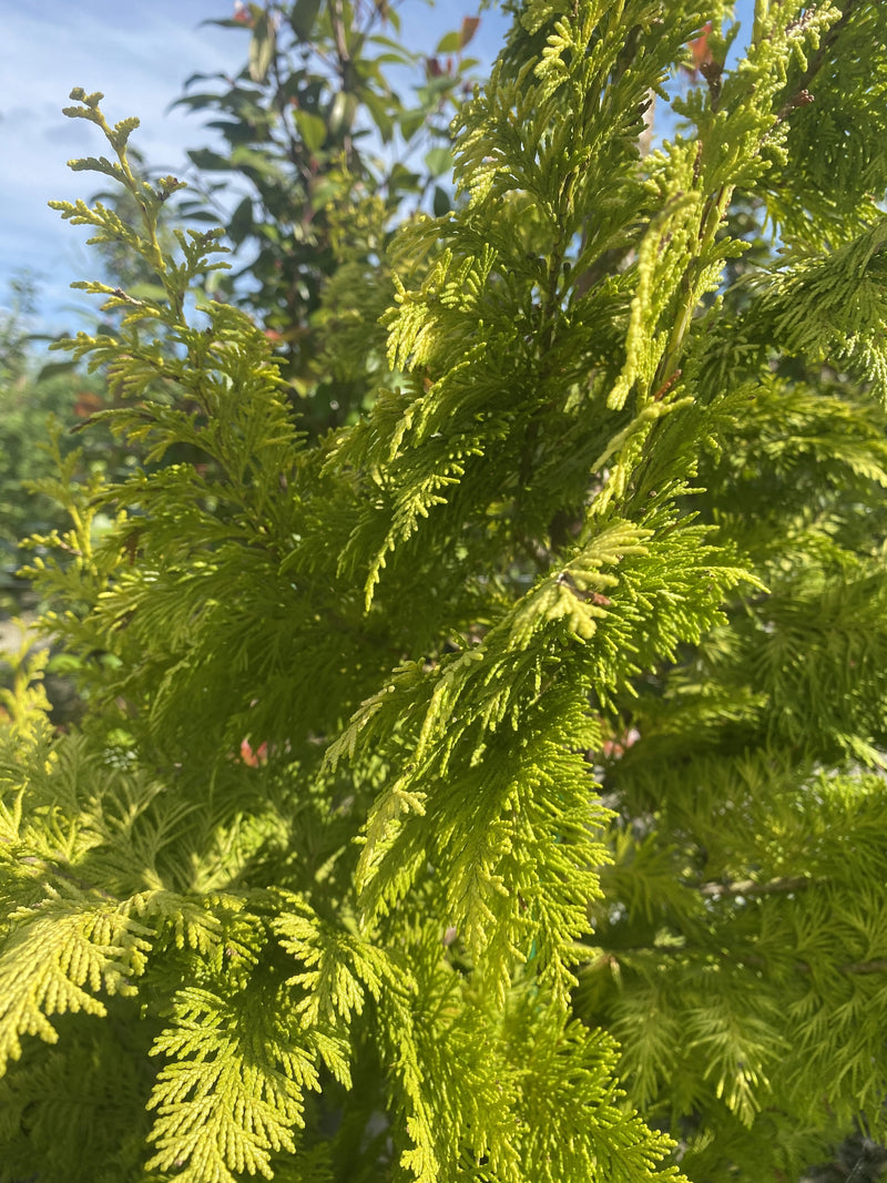 Leylandii Gold Rider 30 Litre Pot 200/225