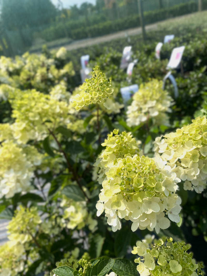 Hydrangea Paniculata Living Little Rosy 7 Litre Pot
