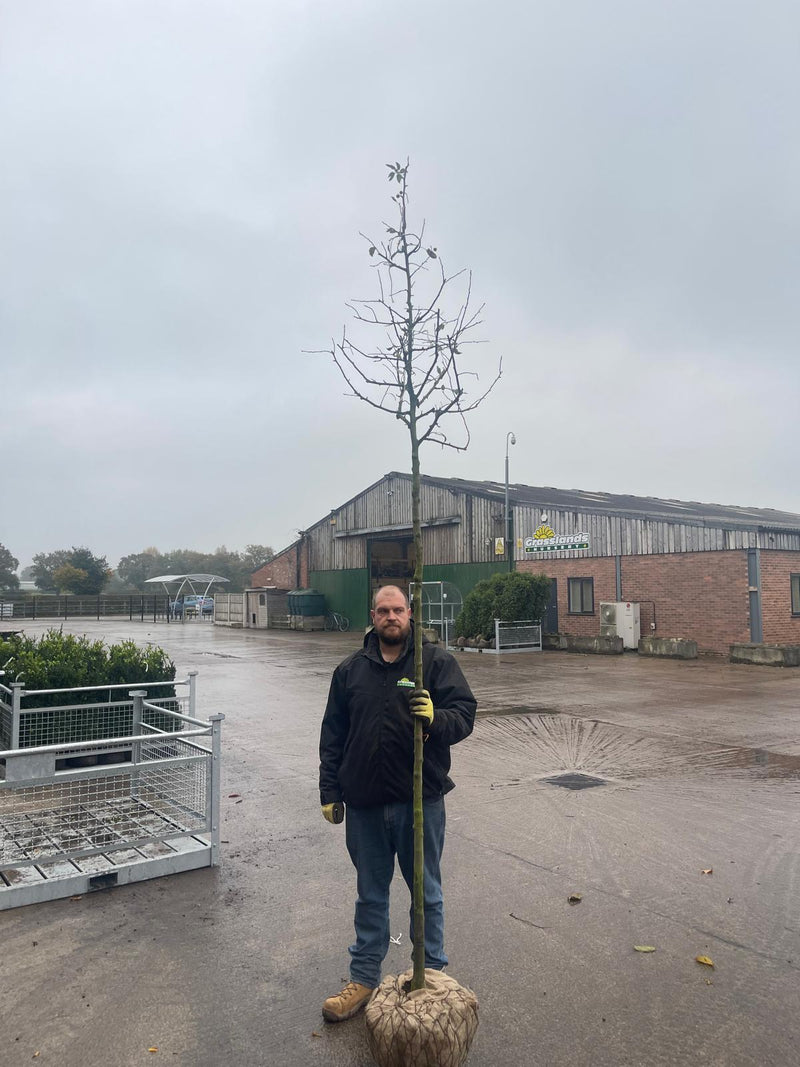 Malus Mokum Heavy Girth 10/12cm Rootballed Standard