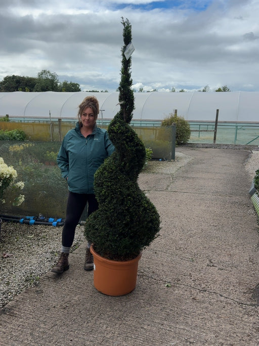 Taxus Baccata Spiral 180-200cm 50 Litre Pot