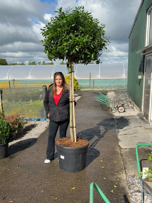 Prunus Lusitanica Angustifolia Half Standard 110cm Stem 90cm Head