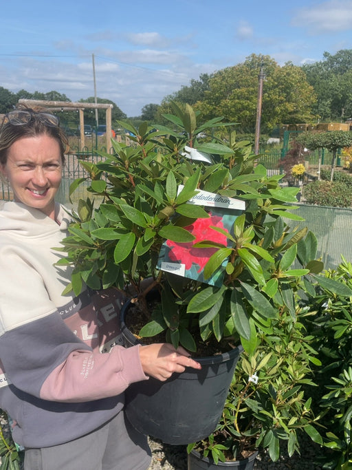 Rhododendron Hybrid Vulcan 20 Litre Pot
