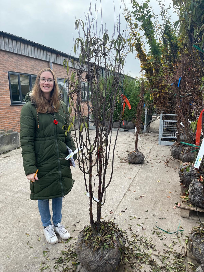 Prunus Serrula Multi Stem 175/200cm Rootballed