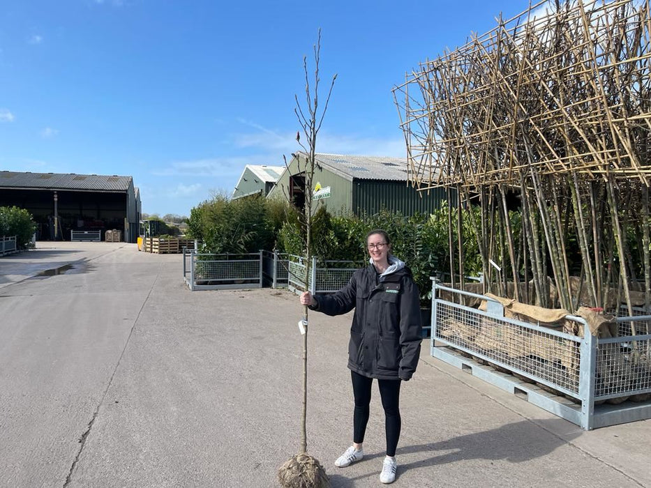 Magnolia Sunsation Tree 8/10cm Girth Root Ball Delivery Jan/Feb