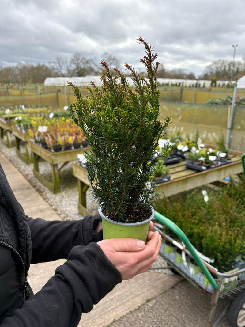 Yew Hedging (Taxus) Tiny T 0.5 Litre Pot, 25/30cm Tall — Grasslands Nursery