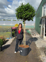 Prunus Lusitanica Angustifolia Half Standard 110cm Stem 90cm Head